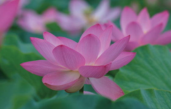 蓮の花