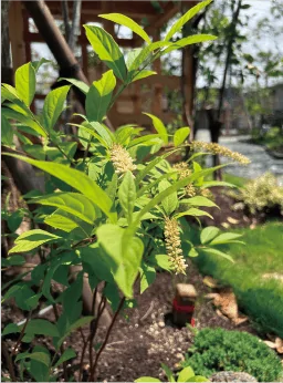 写真:芽吹く若木