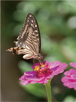 写真:草花にとまる蝶