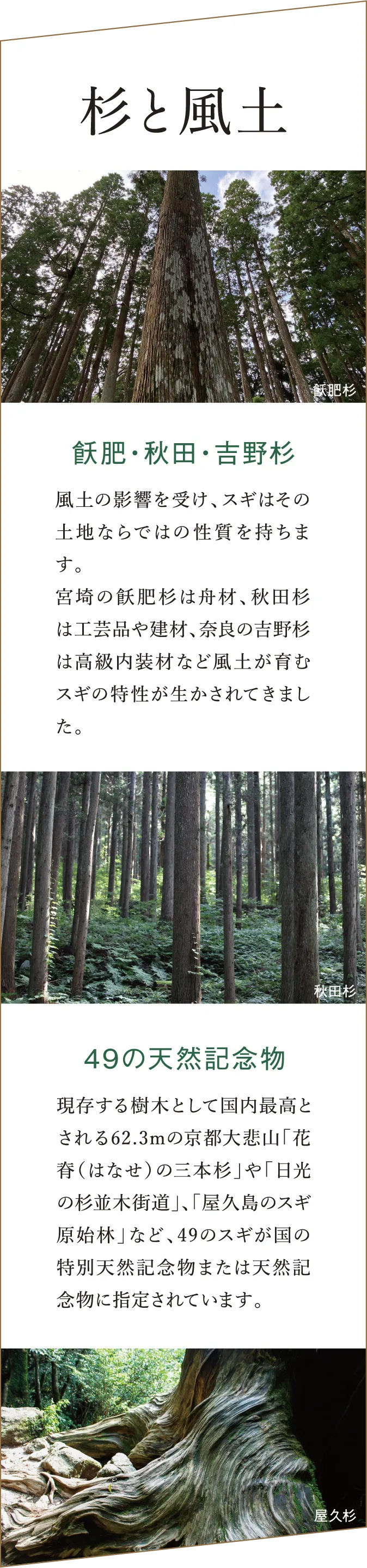 「杉と風土」 飯肥杉や吉野杉など地域ごとの杉の特徴を紹介する説明。