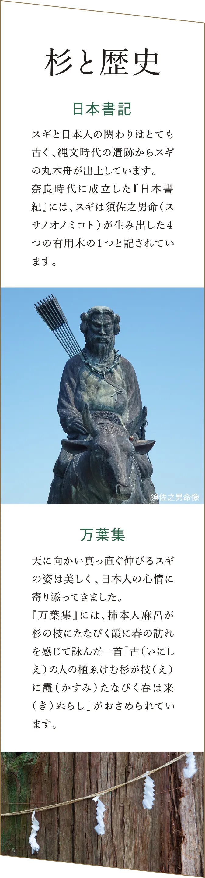 「杉と歴史」 『日本書紀』と『万葉集』に見られる杉の歴史的関わりを解説。