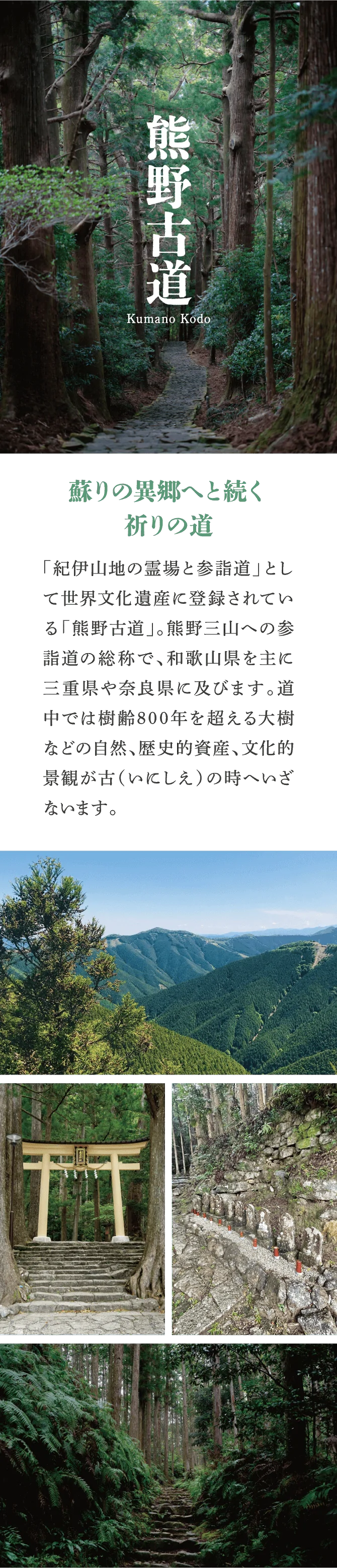 熊野古道の特集記事。「蘇りの異郷へと続く祈りの道」という見出しと共に、杉木立の参道や山々の風景の写真を紹介しています。