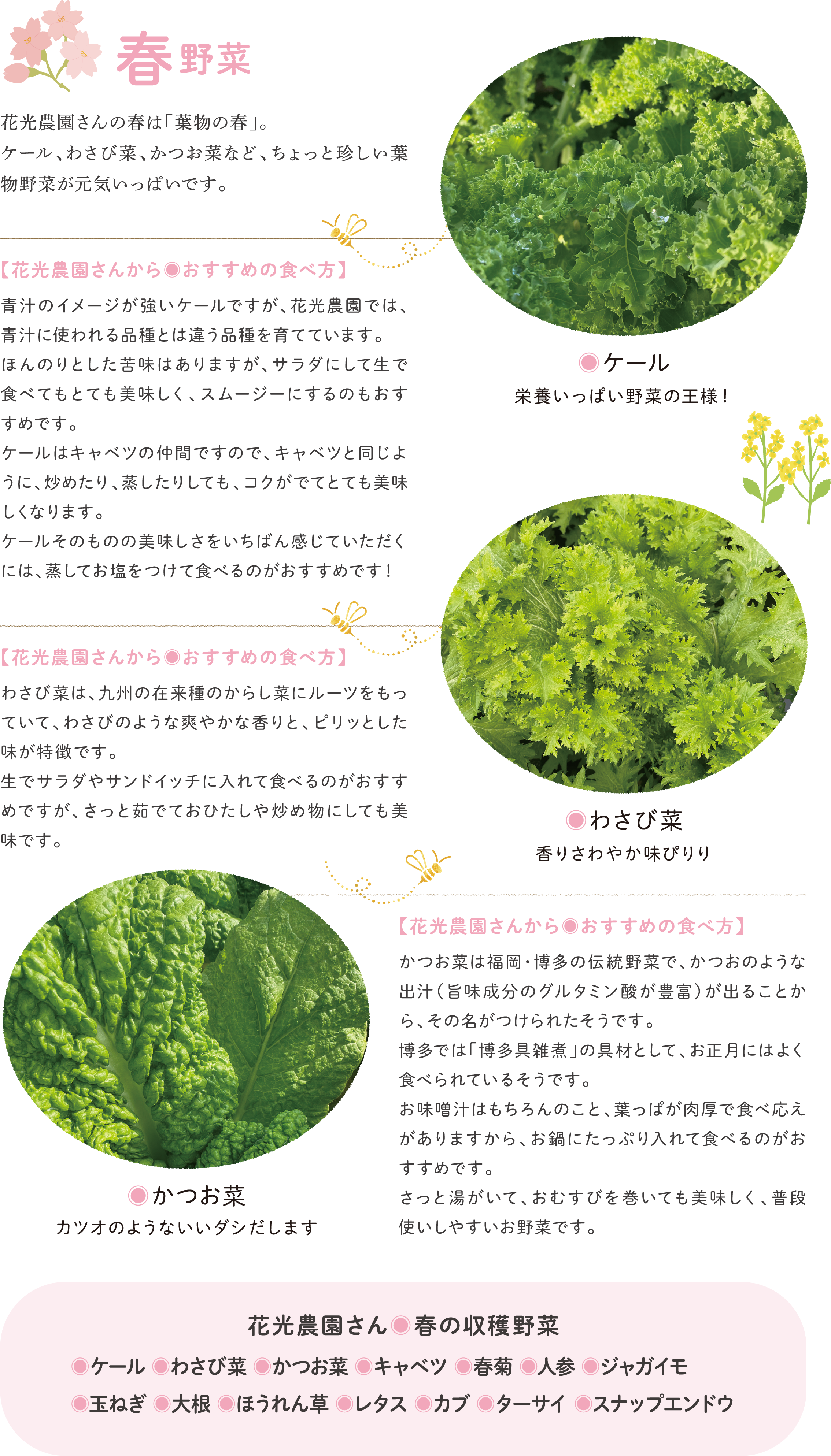 花光農園の春野菜特集。ケール、わさび菜、かつお菜の写真と、それぞれの特徴やおすすめの食べ方が解説されている。下部に春の収穫野菜一覧（キャベツ、春菊など）あり。