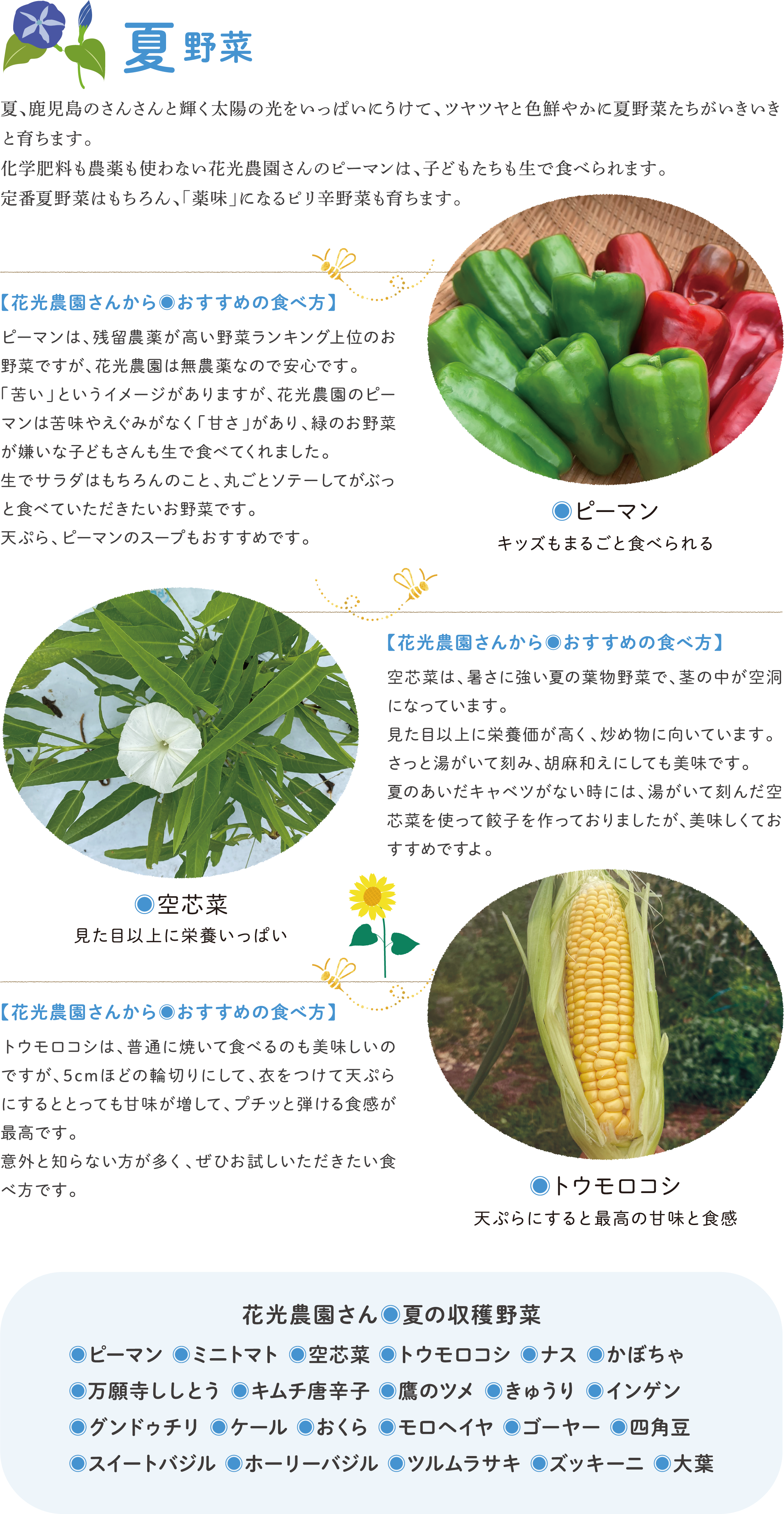花光農園の夏野菜特集。ピーマン、空芯菜、トウモロコシの写真と、それぞれの特徴やおすすめの食べ方が解説されている。下部に夏の収穫野菜一覧（ナス、オクラなど）あり。