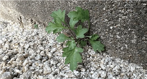 砂利の間から芽吹く若葉の写真
