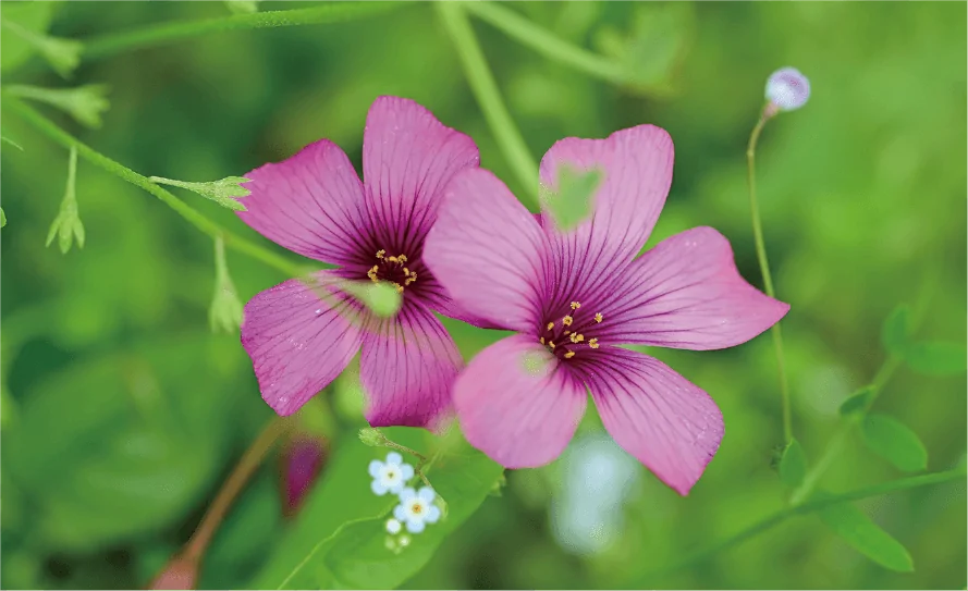 緑の中に咲くピンク色の花