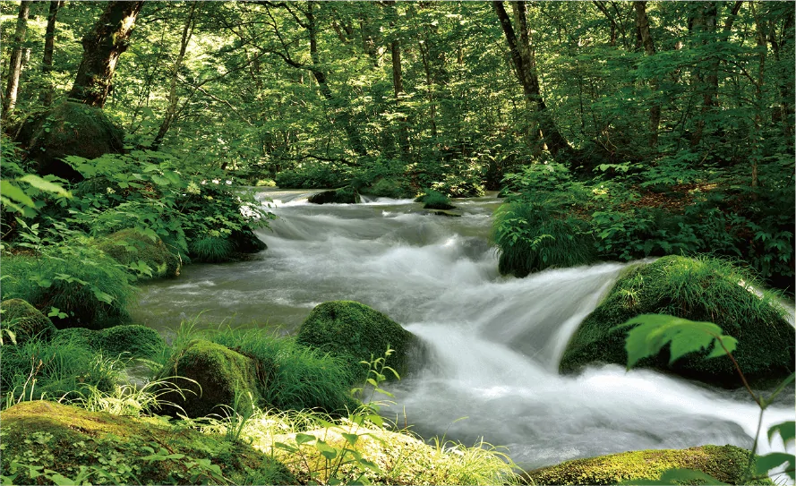 苔むした岩の間を流れる清流