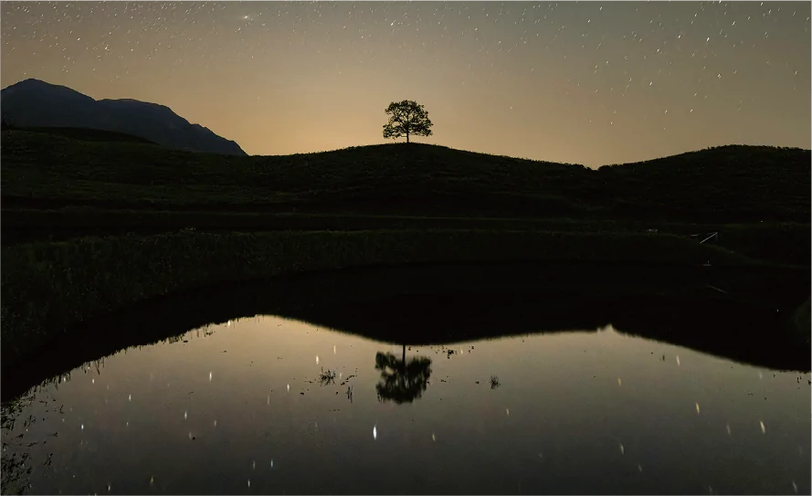 夕暮れの丘に立つ一本の木と水面に映る姿
