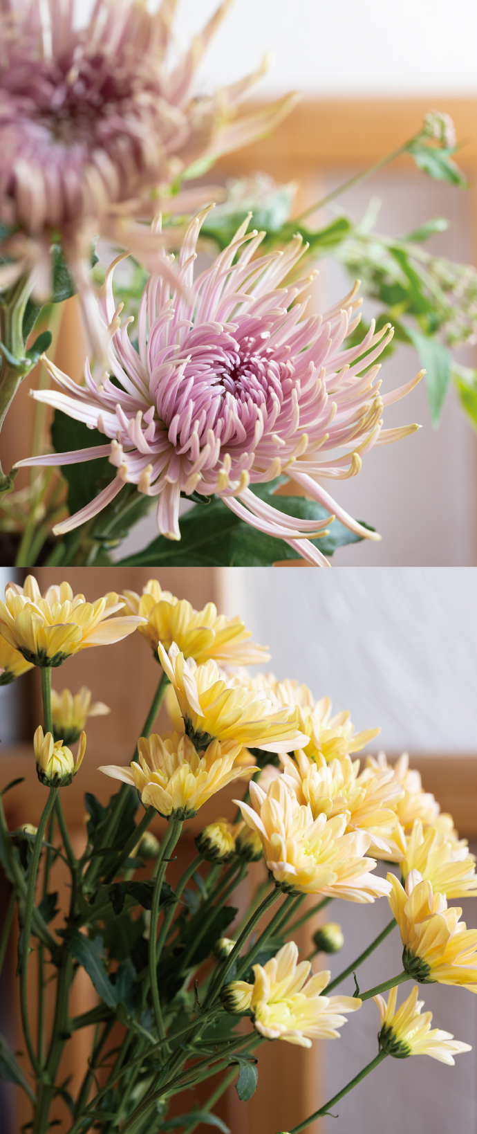 菊の花1