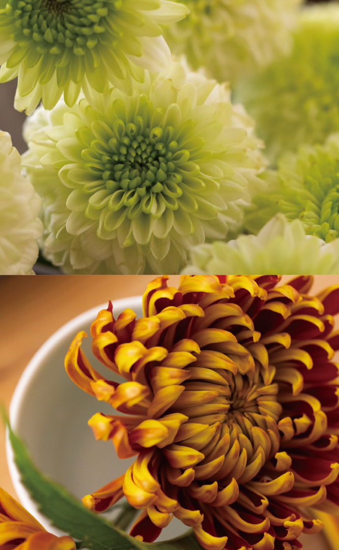 菊の花2