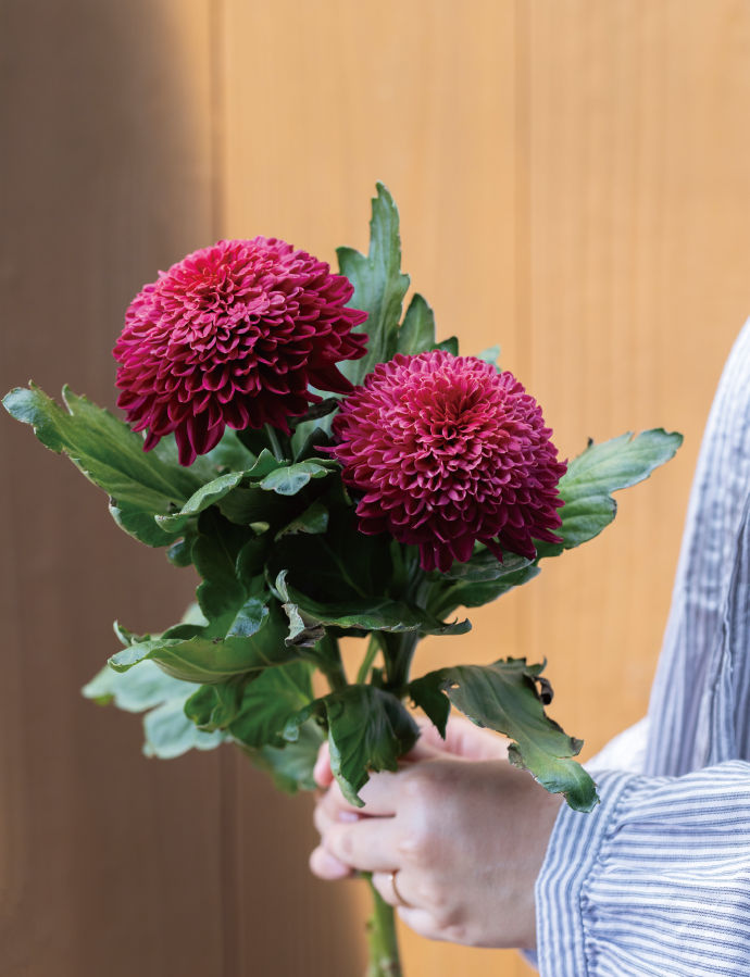 菊の花3