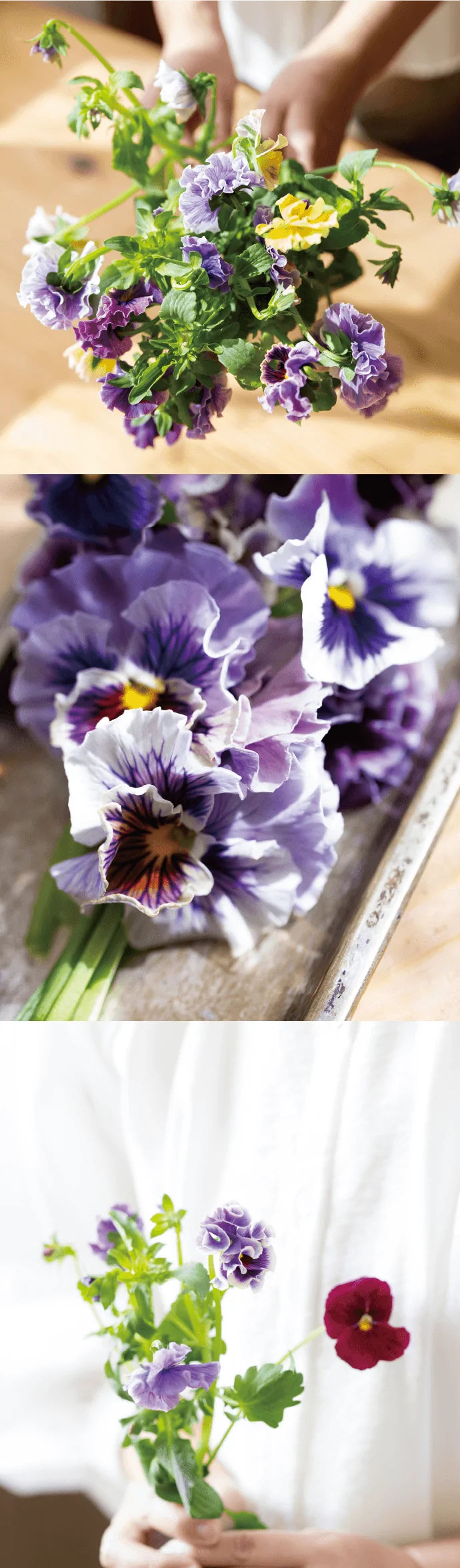 紫や黄色のパンジーを手に持つ様子と、パンジーの花のクローズアップ。