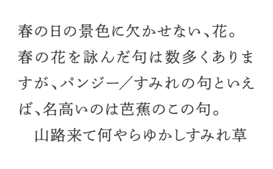 春の日の景色に欠かせない、花。春の花を詠んだ句は数多くありますが、パンジー／すみれの句といえば、名高いのは芭蕉のこの句。山路来て何やらゆかしすみれ草