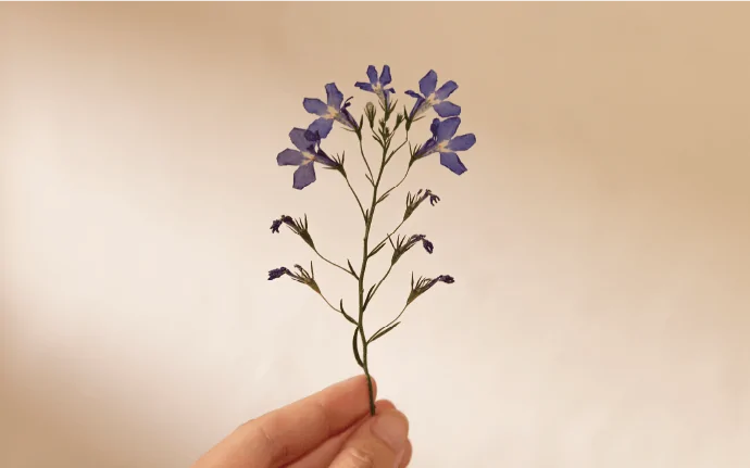 写真：手にかざした紫色の押し花。