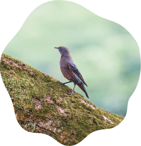 木の枝に、茶色と青の羽を持つ鳥が横を向いて止まっています。