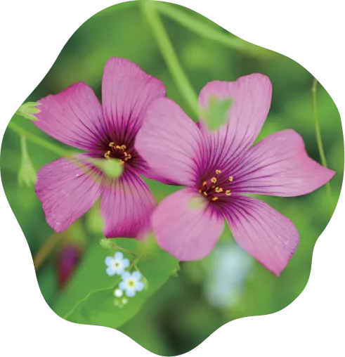 緑の葉の間から顔を出す、中心が濃いピンクの筋模様がある花が二輪咲いています。